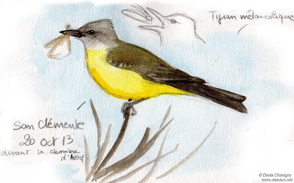 Tropical Kingbird, eats