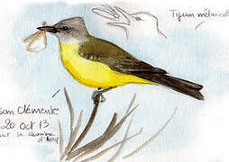 Tropical Kingbird