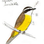 Social Flycatcher