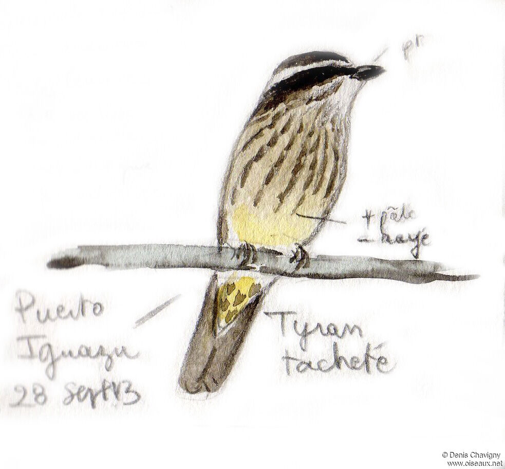 Variegated Flycatcher