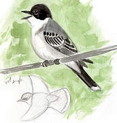 Eastern Kingbird