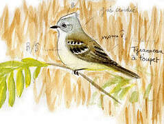 White-crested Tyrannulet