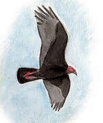 Turkey Vulture