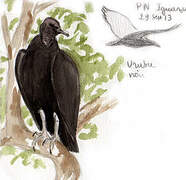 Black Vulture