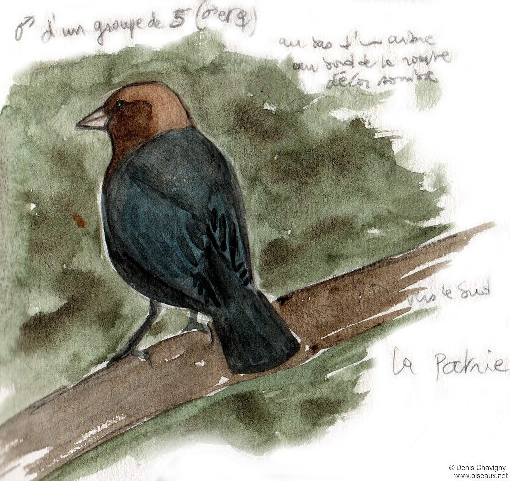 Brown-headed Cowbird male adult, identification