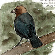 Brown-headed Cowbird