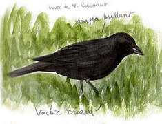 Screaming Cowbird