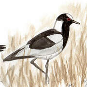 Blacksmith Lapwing