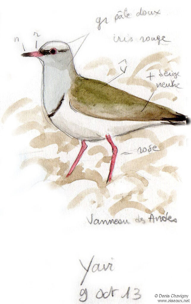 Andean Lapwingadult, habitat