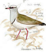 Andean Lapwing