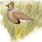 African Wattled Lapwing