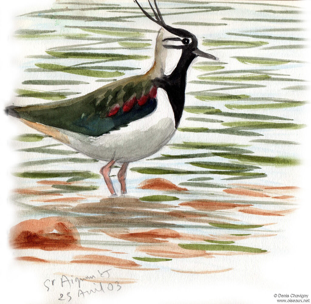 Northern Lapwing male adult breeding, identification