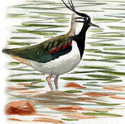 Northern Lapwing