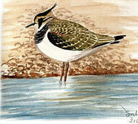 Northern Lapwing