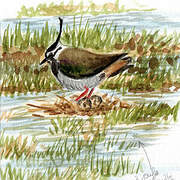 Northern Lapwing