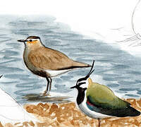 Sociable Lapwing