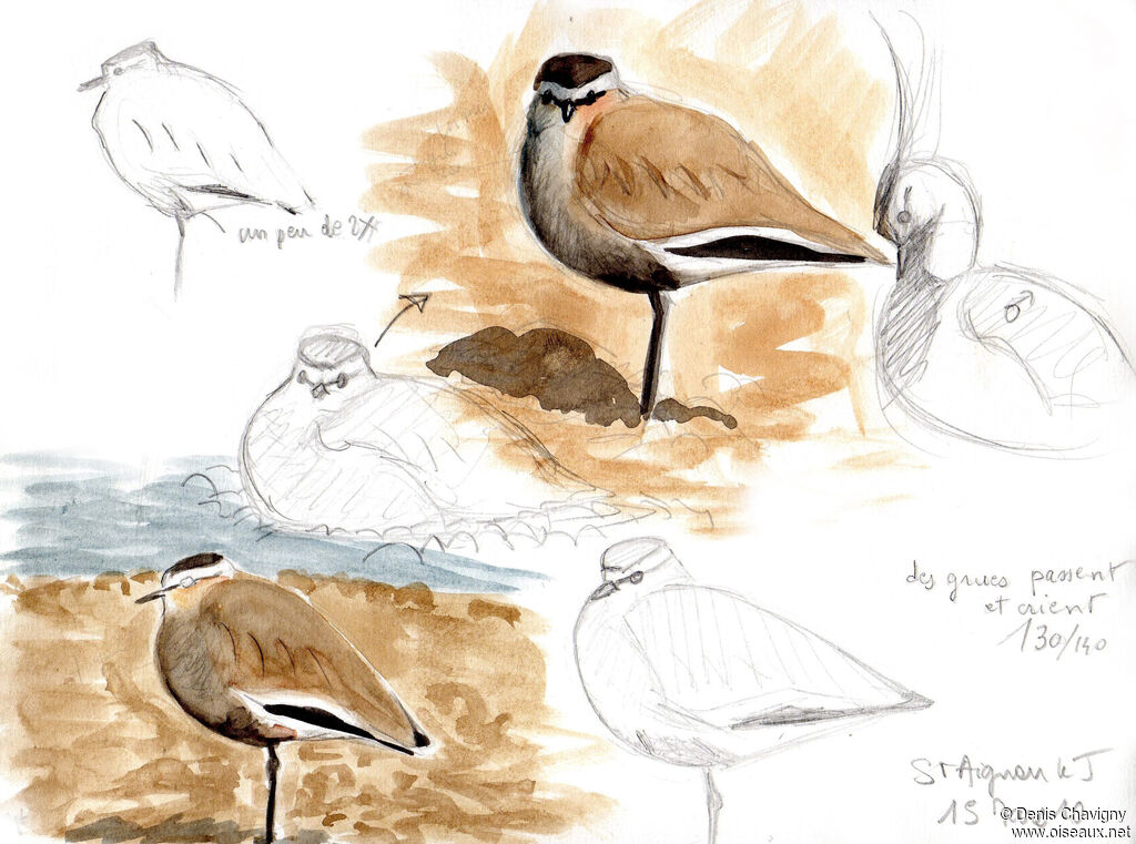 Sociable Lapwingadult transition, habitat, moulting