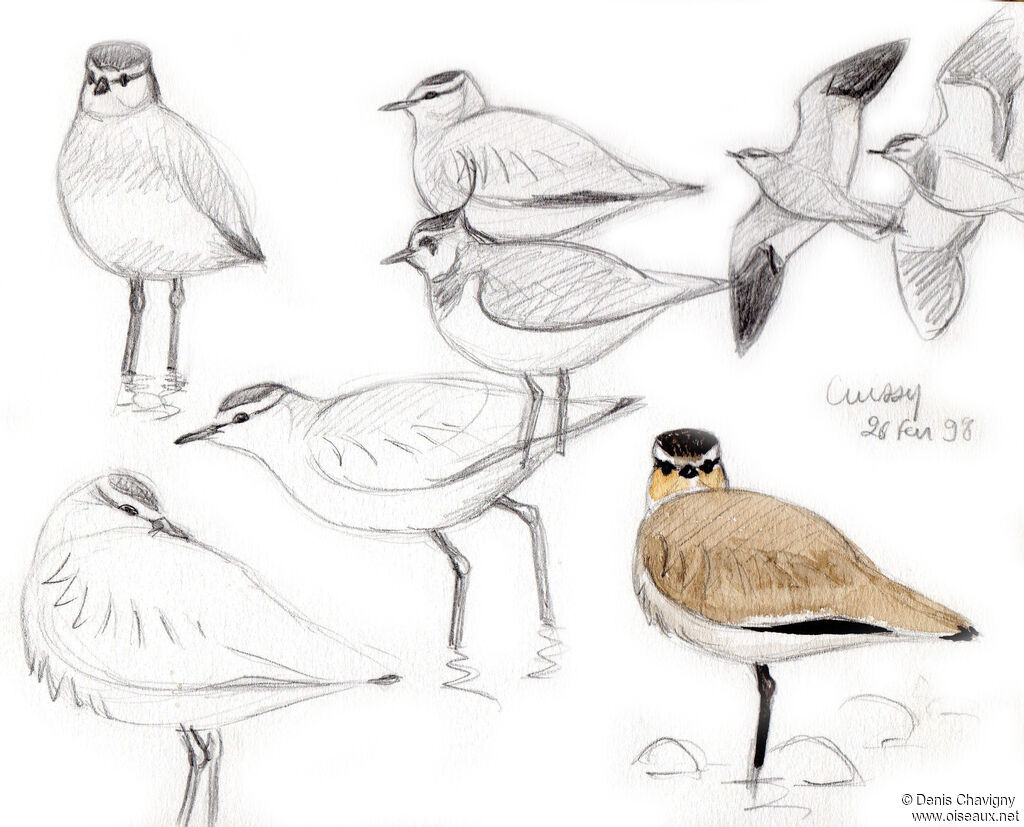 Sociable Lapwing, identification