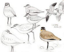 Sociable Lapwing