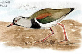 Southern Lapwing