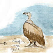 Cape Vulture