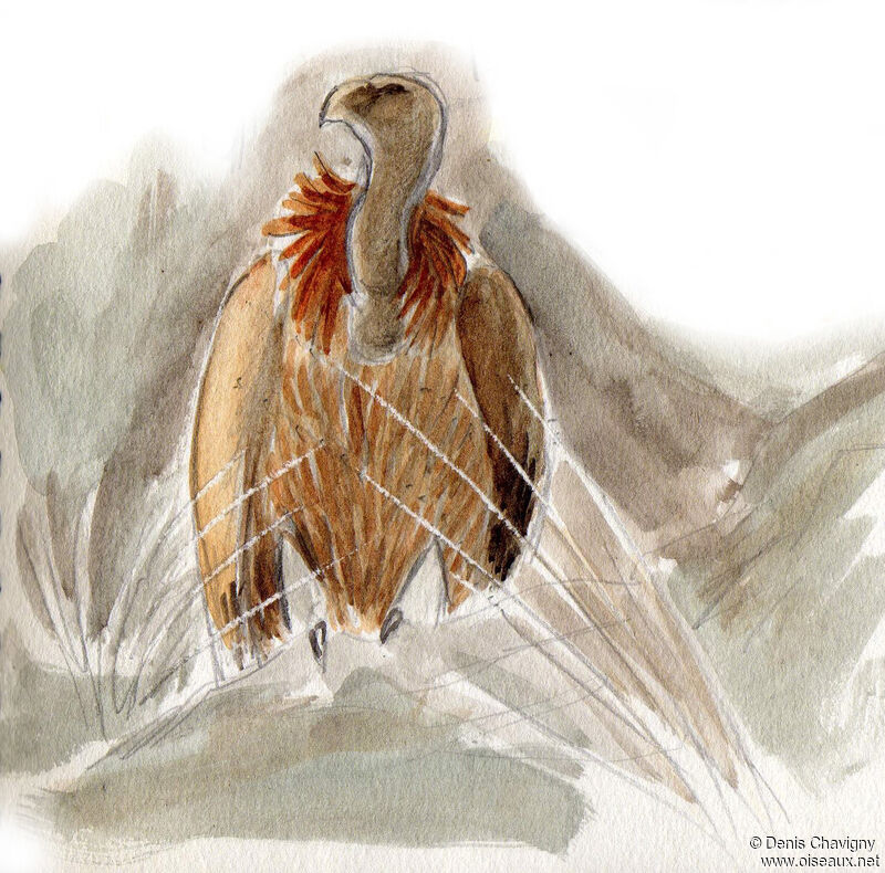 Griffon Vulturejuvenile, identification