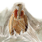 Griffon Vulture