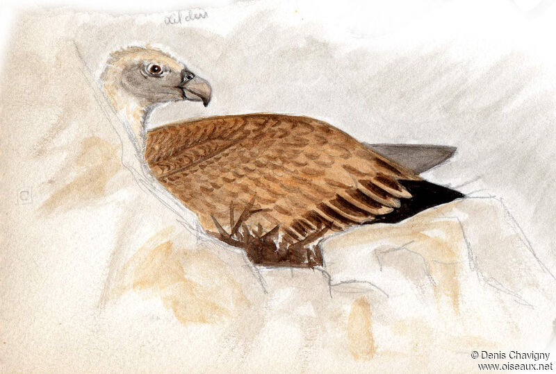 Griffon Vultureadult, Reproduction-nesting
