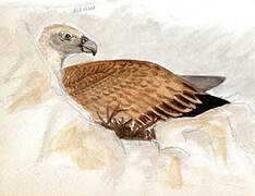 Griffon Vulture