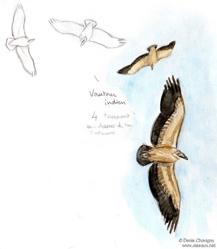 Indian Vulture, Flight
