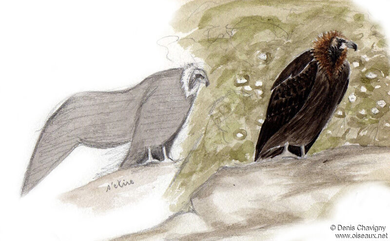 Cinereous Vultureadult, habitat, Reproduction-nesting