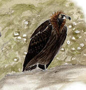 Cinereous Vulture