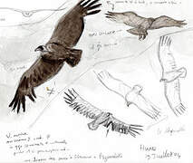 Cinereous Vulture