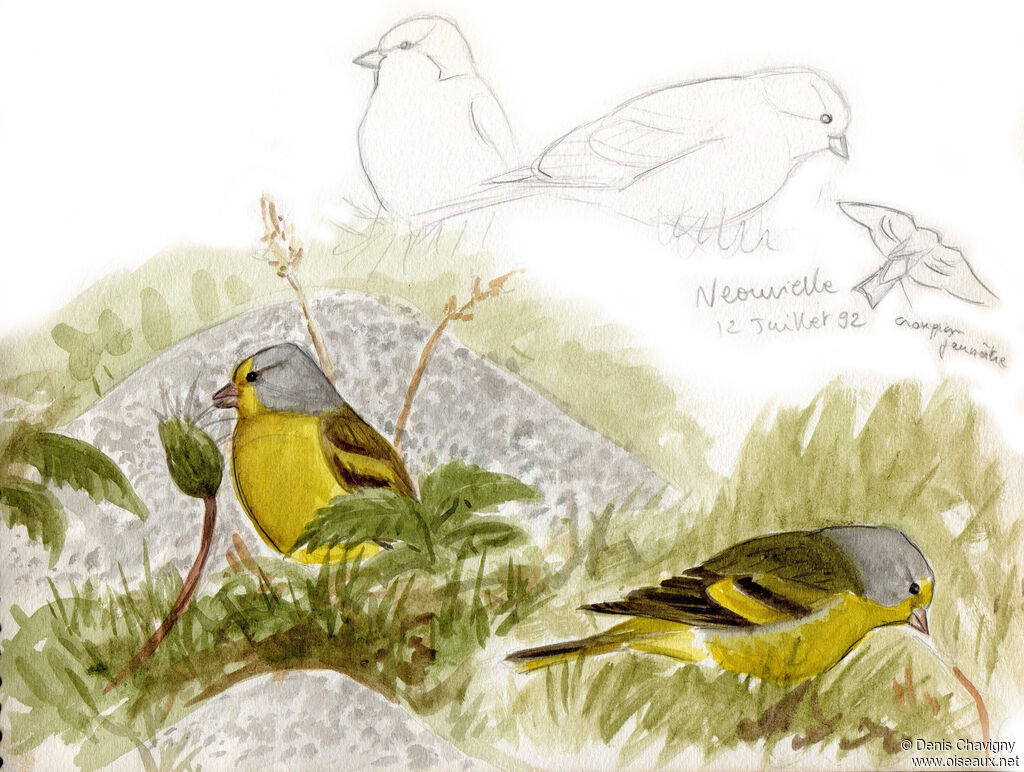 Citril Finch, habitat