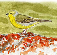 Citril Finch