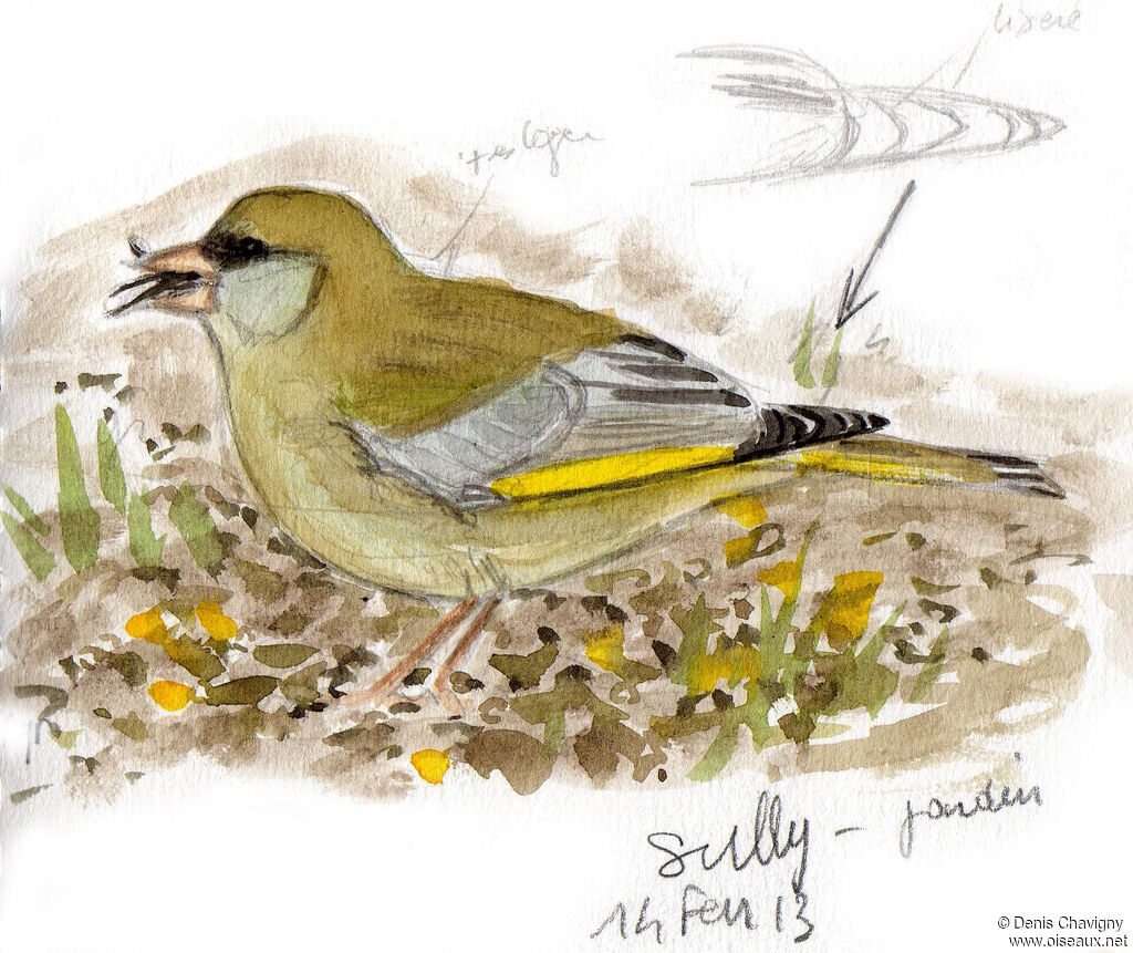 European Greenfinch male adult breeding, identification, eats