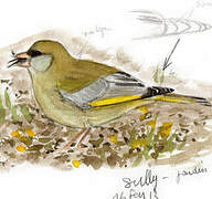 European Greenfinch