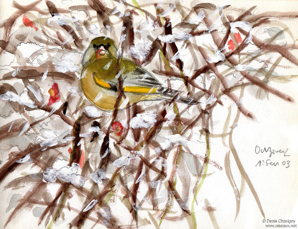 European Greenfinch male adult, habitat, eats