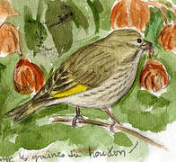 European Greenfinch