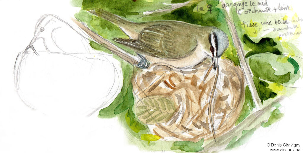 Red-eyed Vireo female adult, identification, Reproduction-nesting