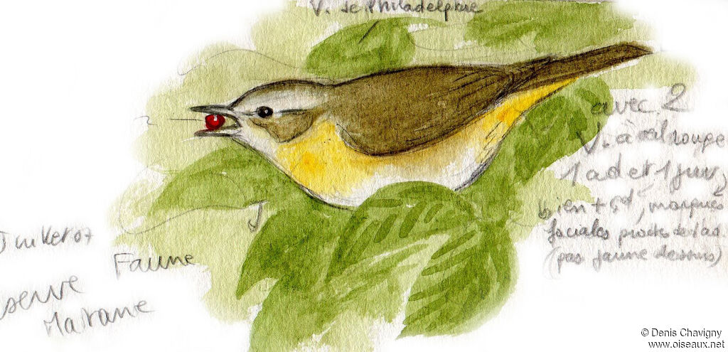 Philadelphia Vireo, habitat, eats