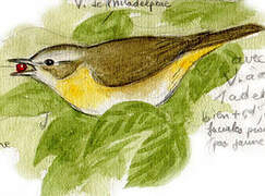 Philadelphia Vireo