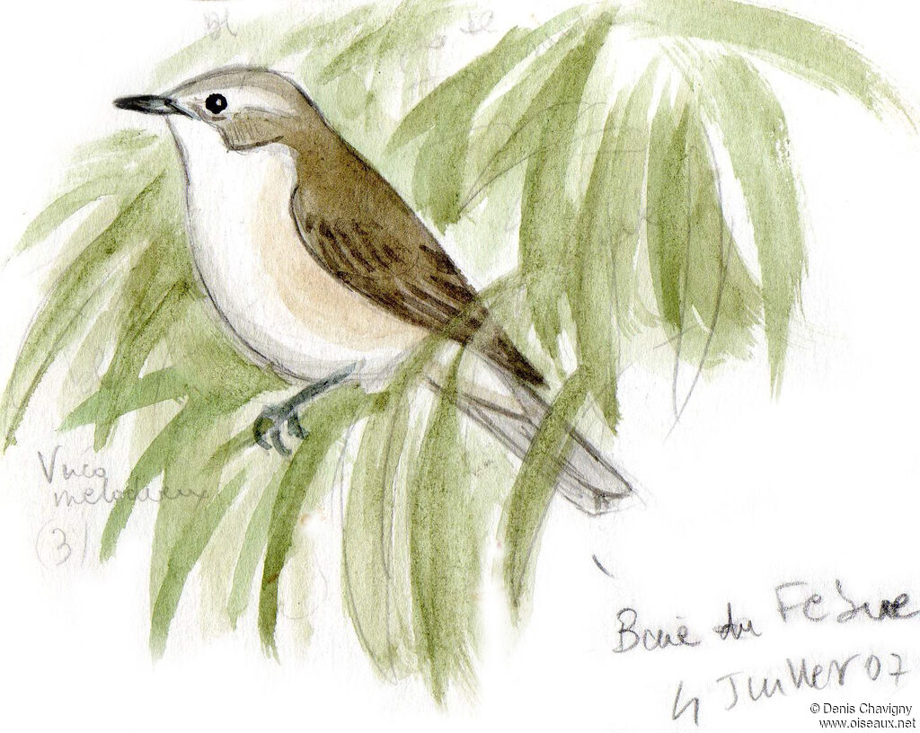 Warbling Vireo, habitat