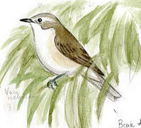 Warbling Vireo