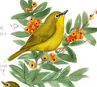 Cape White-eye