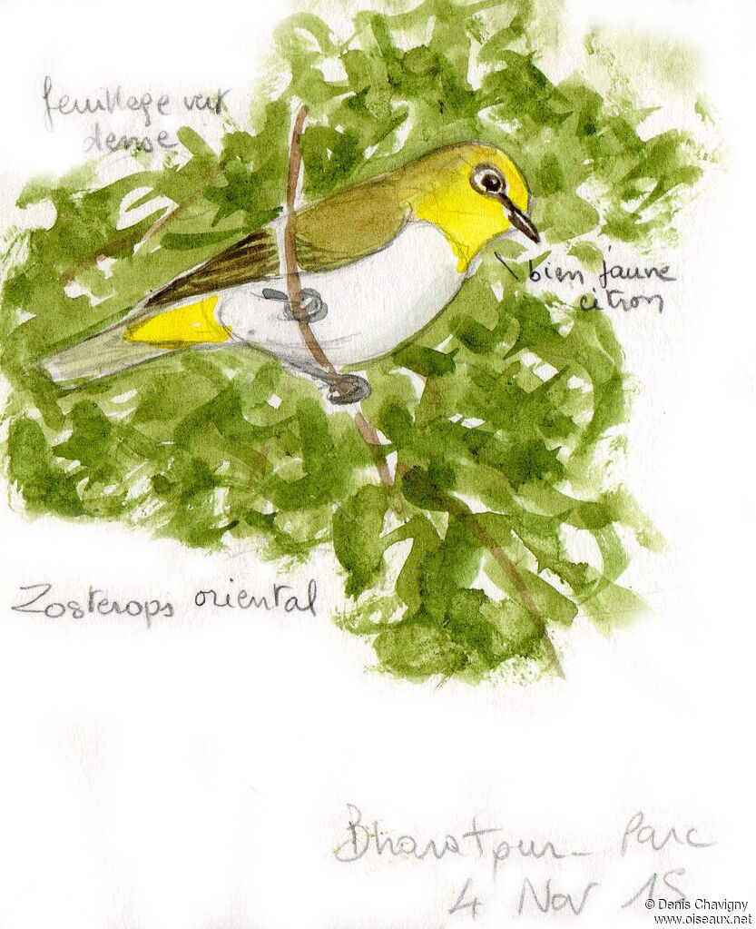 Indian White-eyeadult, identification