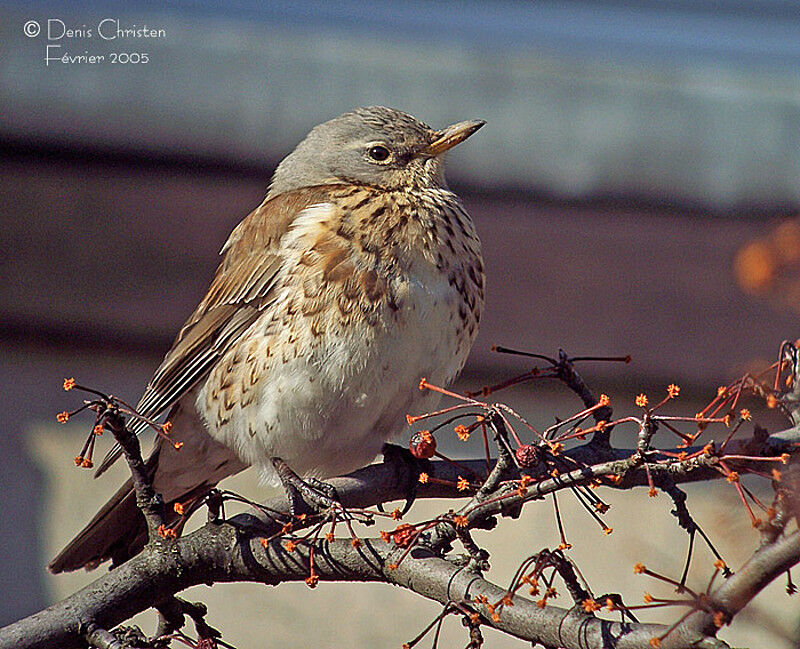 Fieldfare