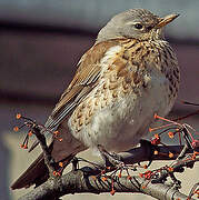 Fieldfare