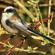 Long-tailed Tit