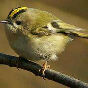 Goldcrest